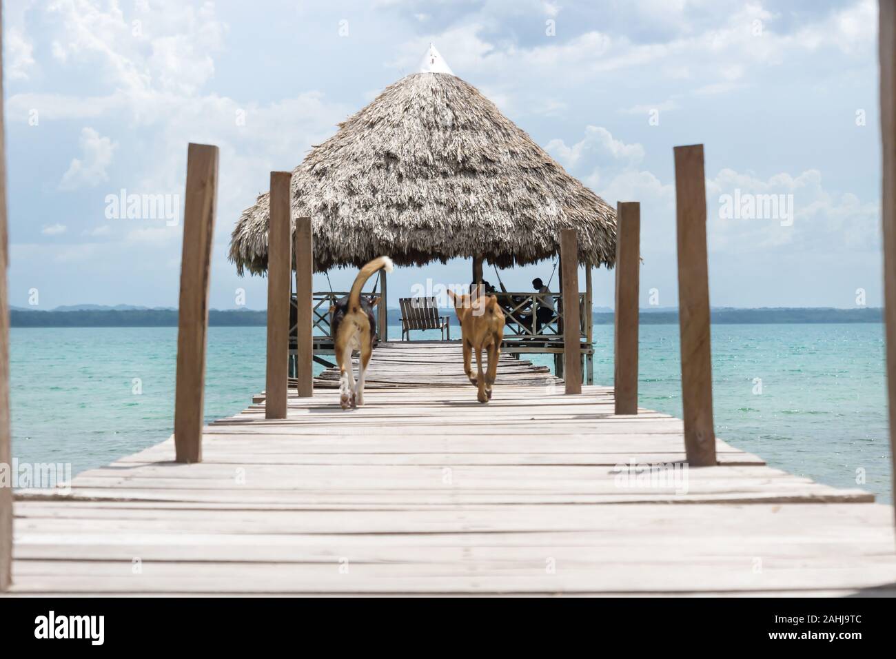 Two dogs running on a wooden pier with palm leaf roof on a sunny day, El Remate, Peten, Guatemala Stock Photo