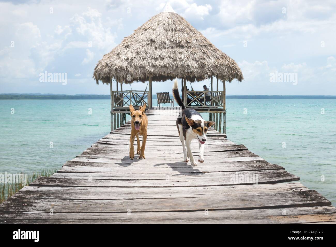Two dogs running from a wooden pier with palm leaf roof on a sunny day, El Remate, Peten, Guatemala Stock Photo