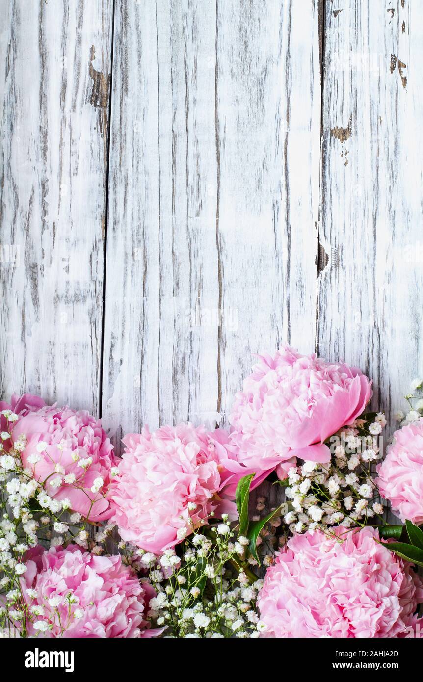 Pink Peonies and Baby's Breath flowers over a white rustic wood table background  with copy space for your text. Flat lay. Stock Photo