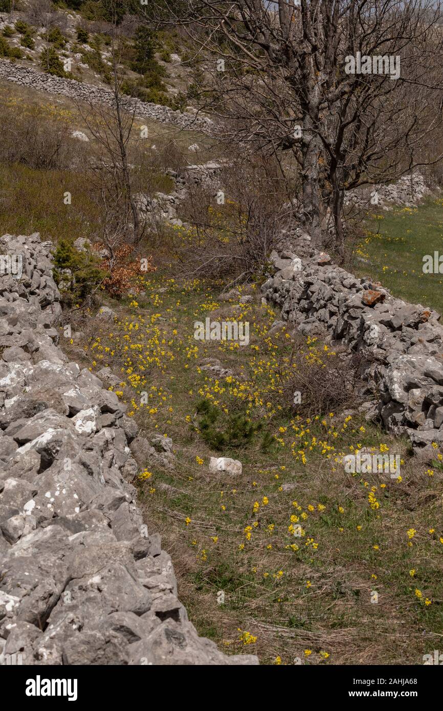 Old disused droveway, between limestone walls, with Cowslips; Velebit Mountains, Croatia. Stock Photo