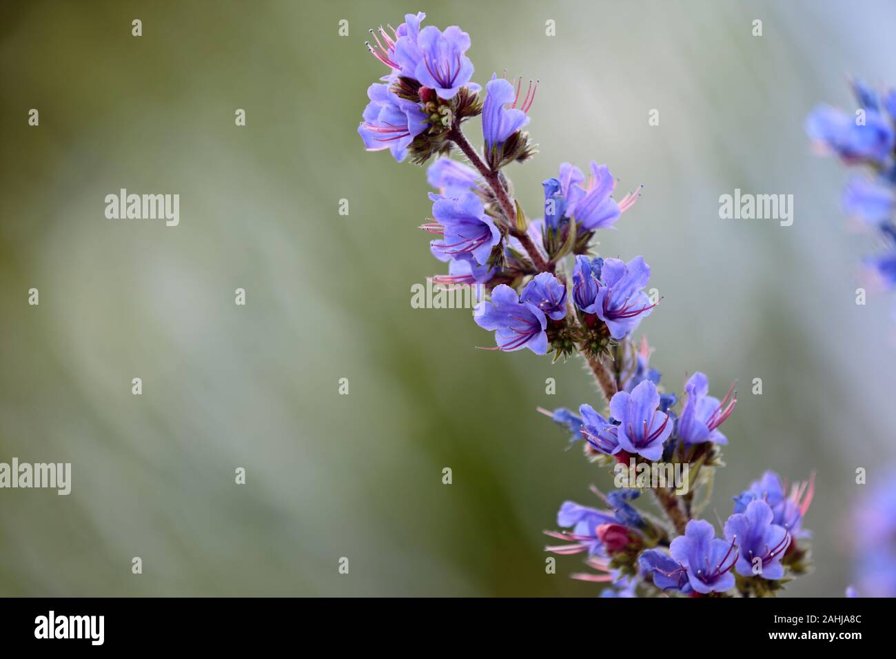 Small blue flowers of viper's bugloss with green background Stock Photo