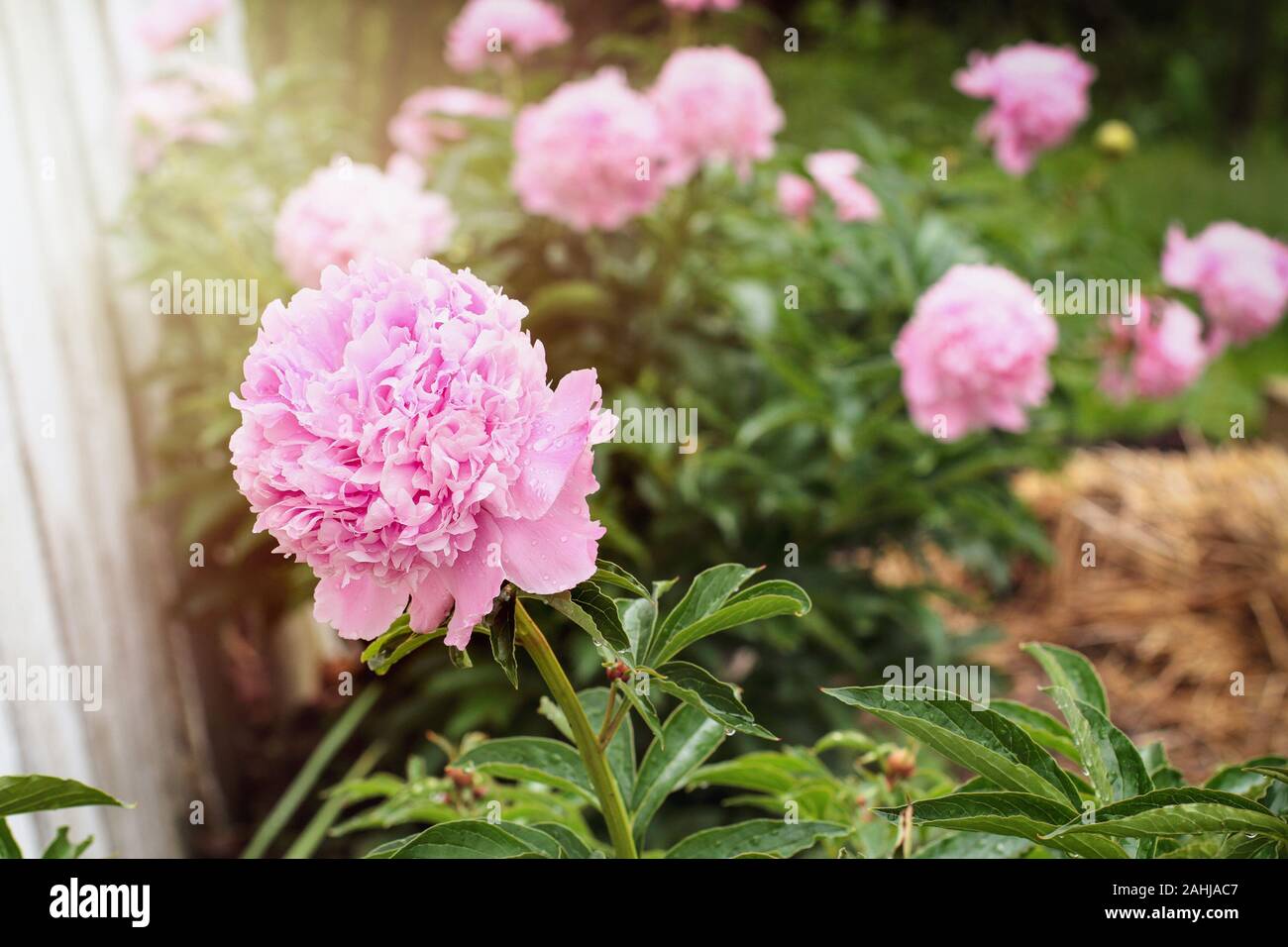 Garden of beautiful blooming pink Peony plants against a white fence. Selective focus on flower in foreground with blurred background. Stock Photo