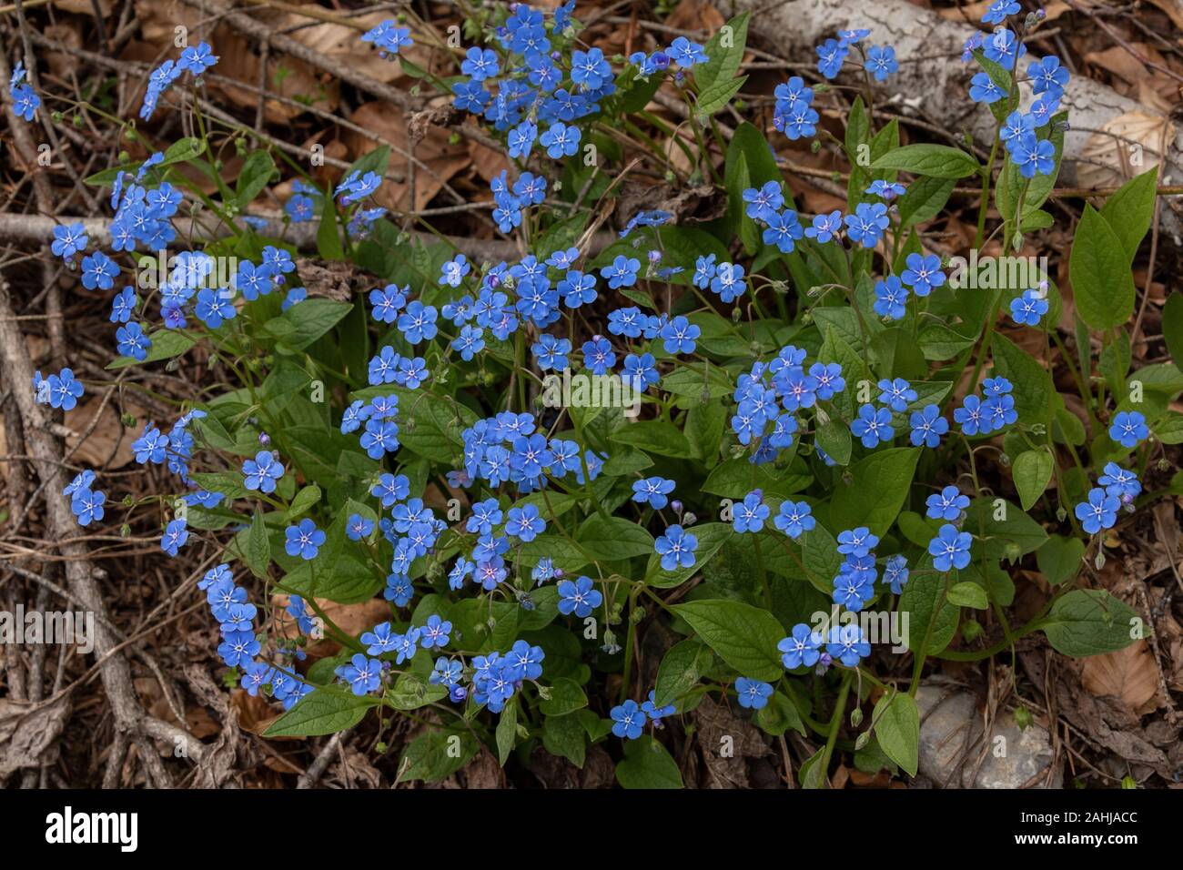 Blue-eyed-Mary, Omphalodes verna, in flower in beech woodland, Velebit Mountains, Croatia, Stock Photo