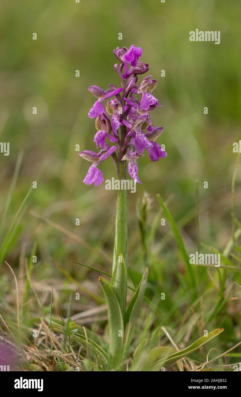 Green-winged orchid, Anacamptis morio, in flower in spring, unimproved meadow. Stock Photo