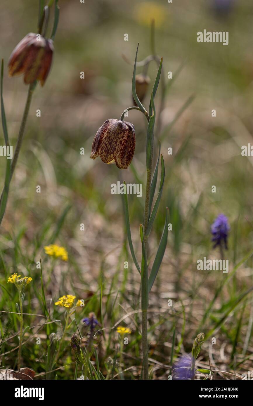 Mountain Fritillary, Fritillaria montana, in mountain grassland, Croatia. Stock Photo