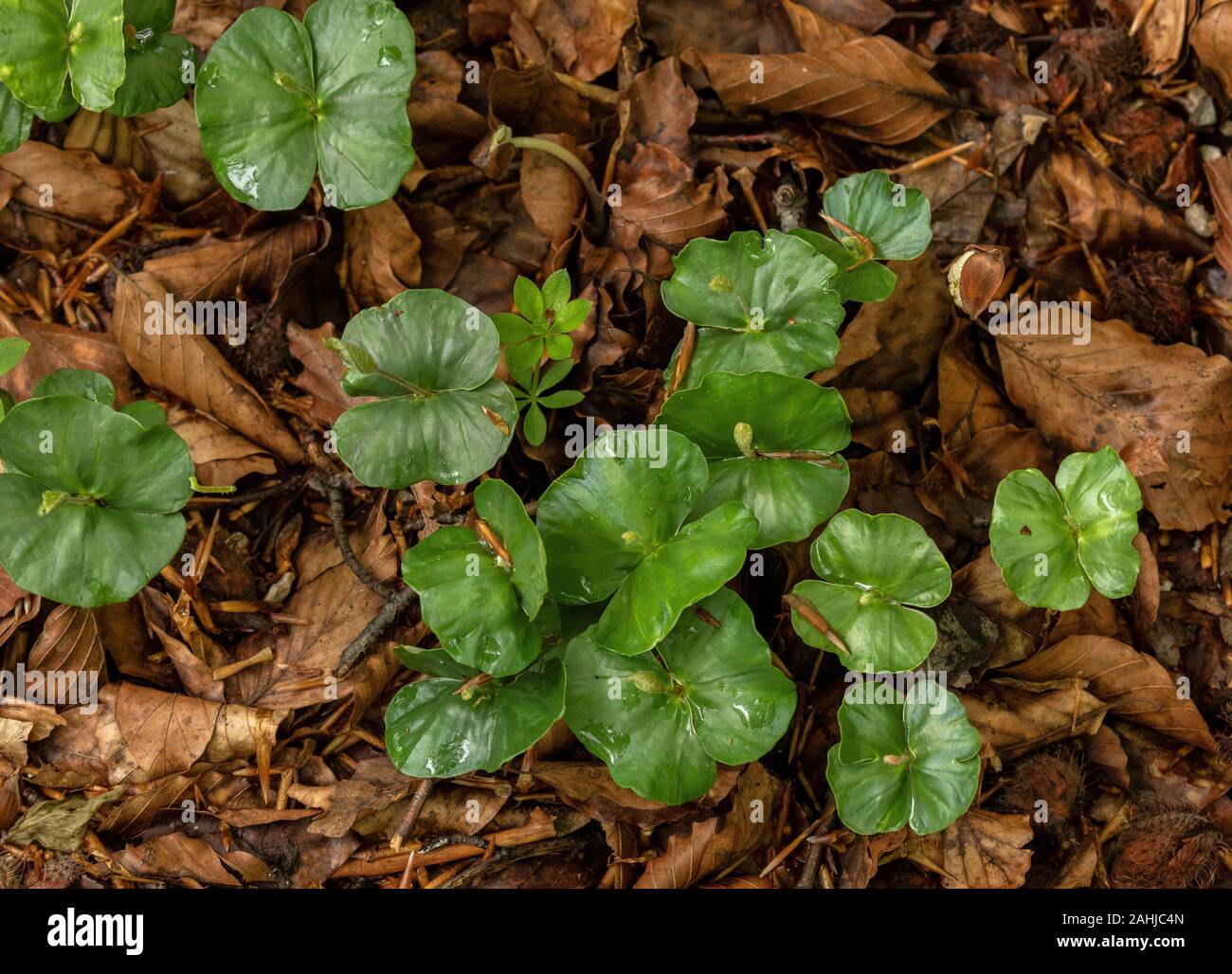Beech seedlings, Fagus sylvatica, under Beech canopy. Spring. Stock Photo