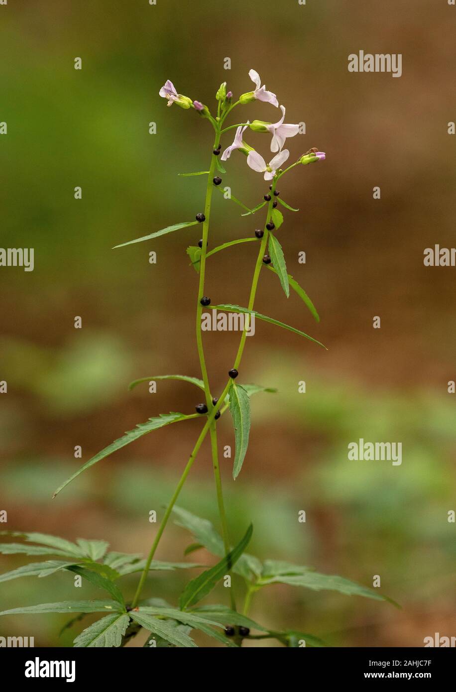 Coralroot Bittercress, Cardamine bulbifera, in flower and with bulbils in the nodes. Beech woodland. UK rarity. Stock Photo