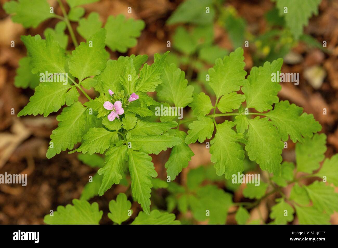 Carpathian toothwort, Cardamine glanduligera, in flower in beech woodland, Croatia. Stock Photo