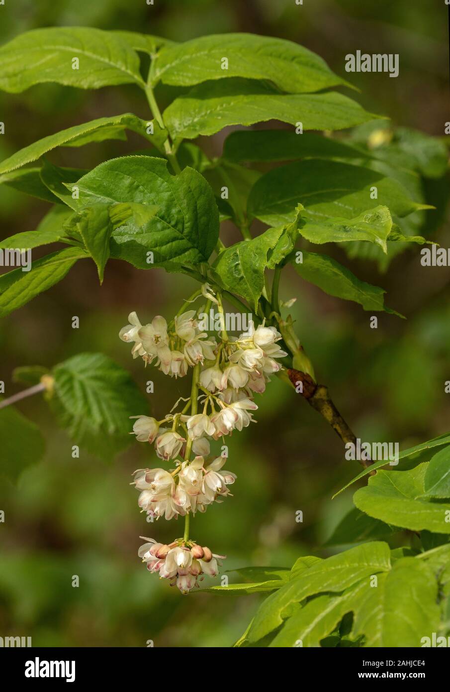 European bladdernut,  Staphylea pinnata, in flower in light woodland in spring, Croatia. Stock Photo