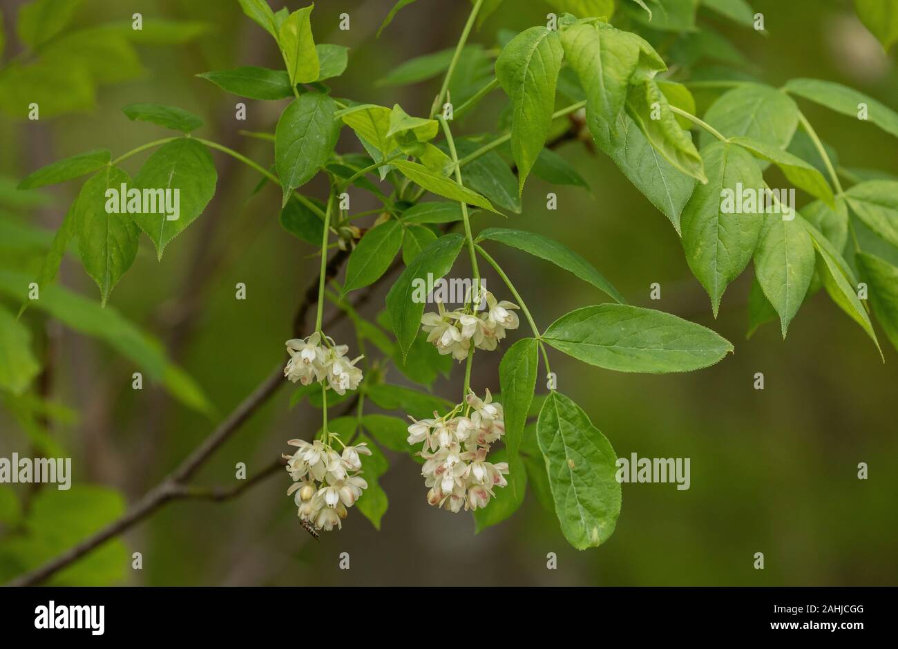 European bladdernut, Staphylea pinnata, in flower in light woodland in ...