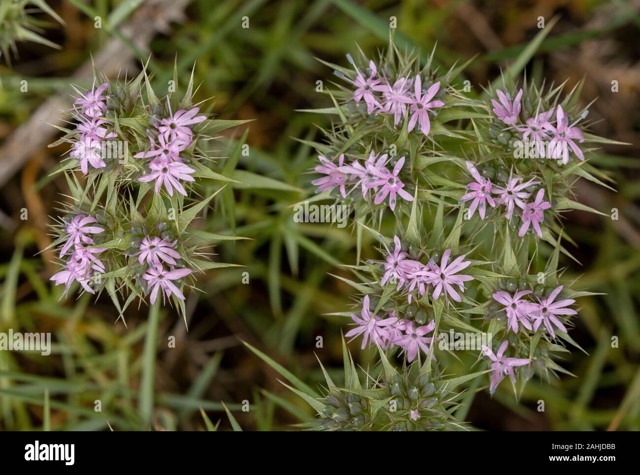 A pink member of the Caryophyllaceae, Drypis spinosa on limestone scree, Croatia. Stock Photo