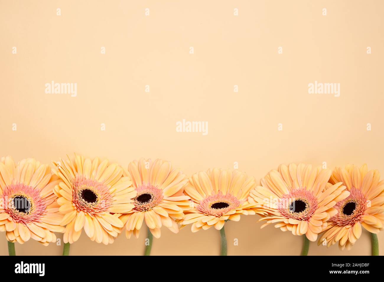 Pastel orange Gerbera daisy flowers on orange background with copy