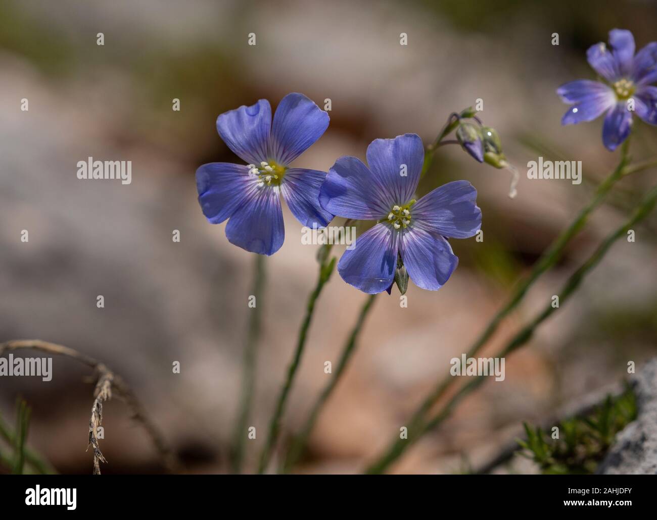 A blue alpine flax, Linum austriacum in flower on limestone cliff, Mlount Biokovo, Croatia. Stock Photo