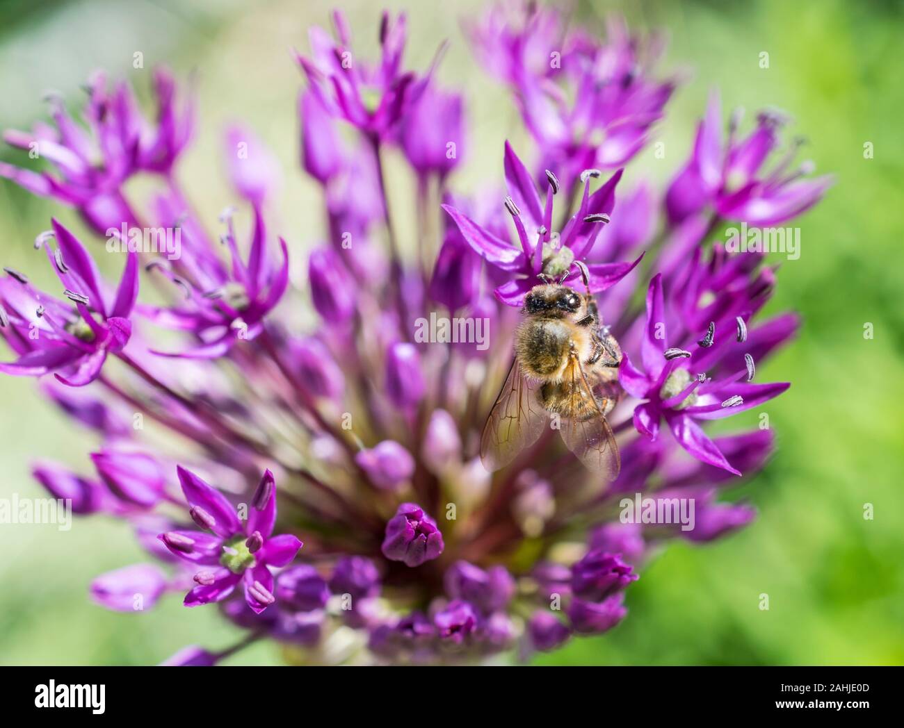 allium flowers with bee Stock Photo