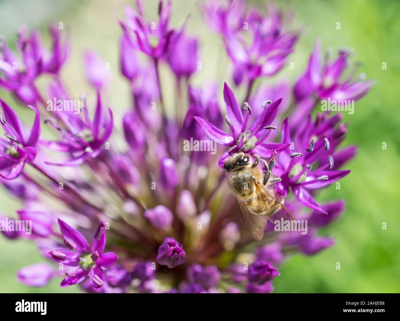 allium flowers with bee Stock Photo