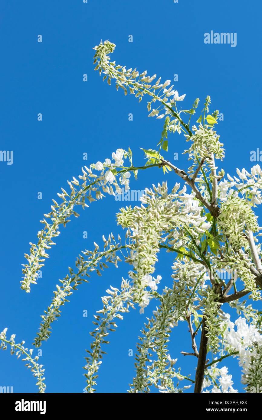 white wisteria flowering during springtime Stock Photo