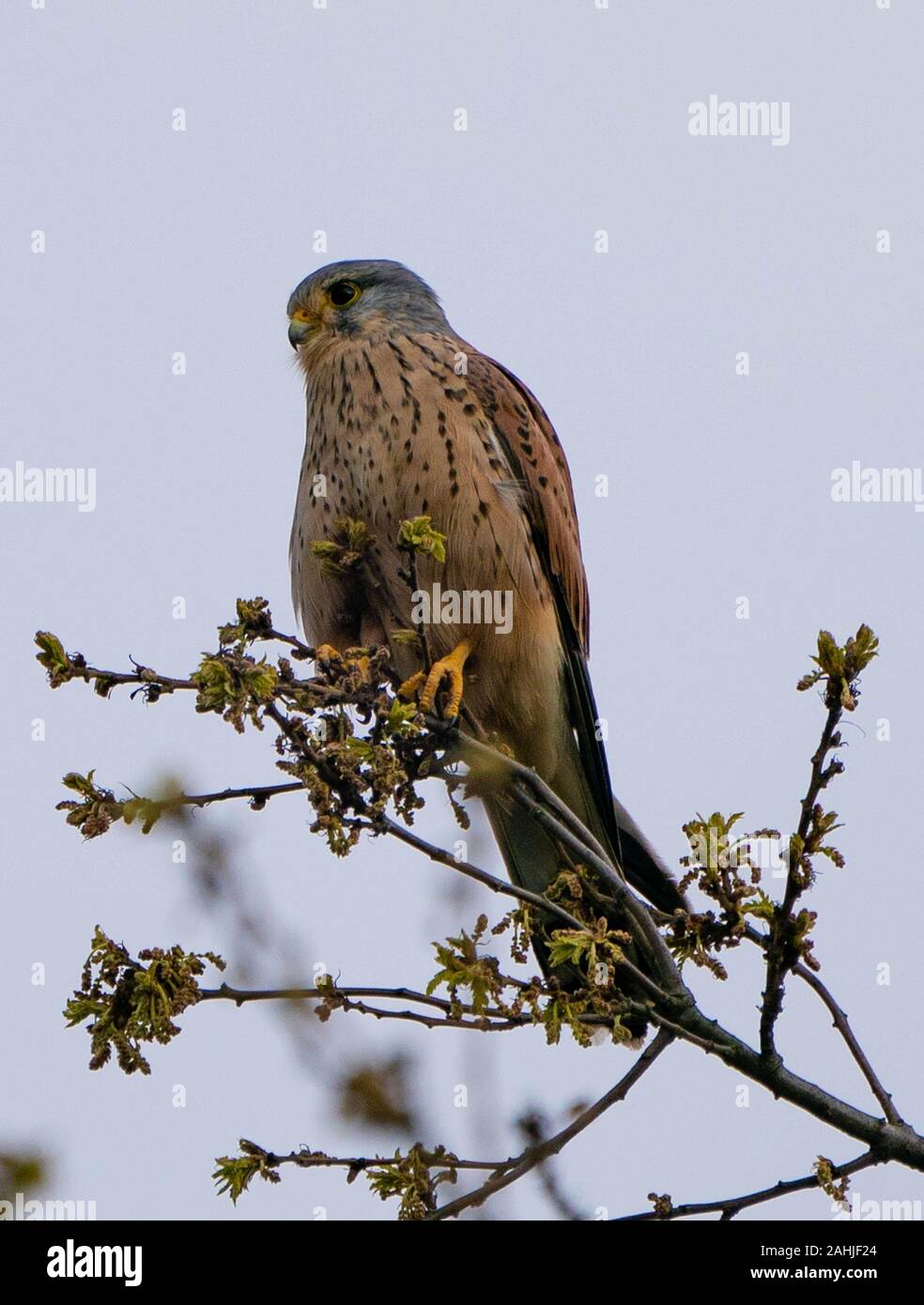 Pray Raptor kestrel wild bird of prey raptor Stock Photo - Alamy