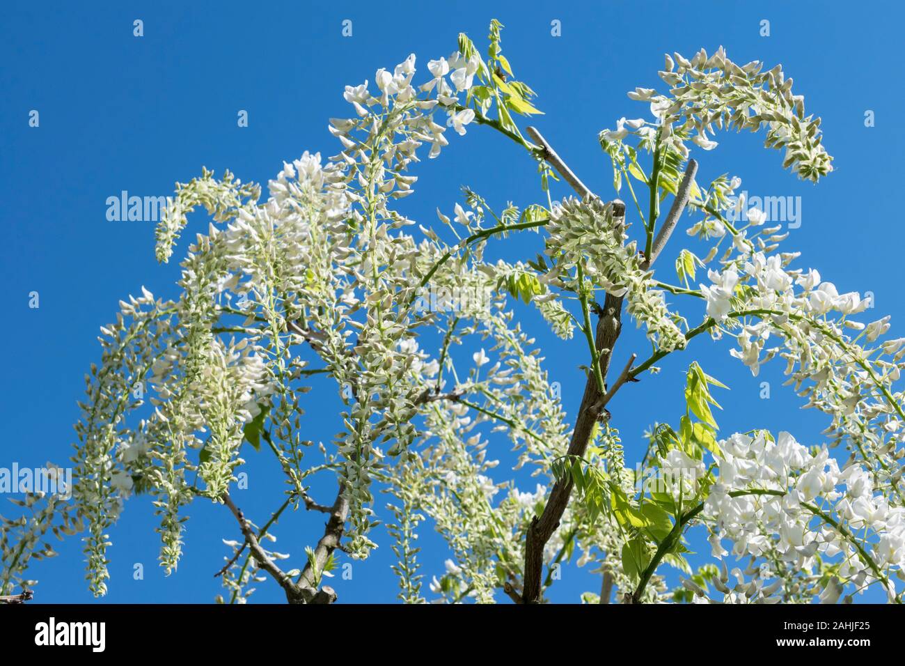 white wisteria flowering during springtime Stock Photo