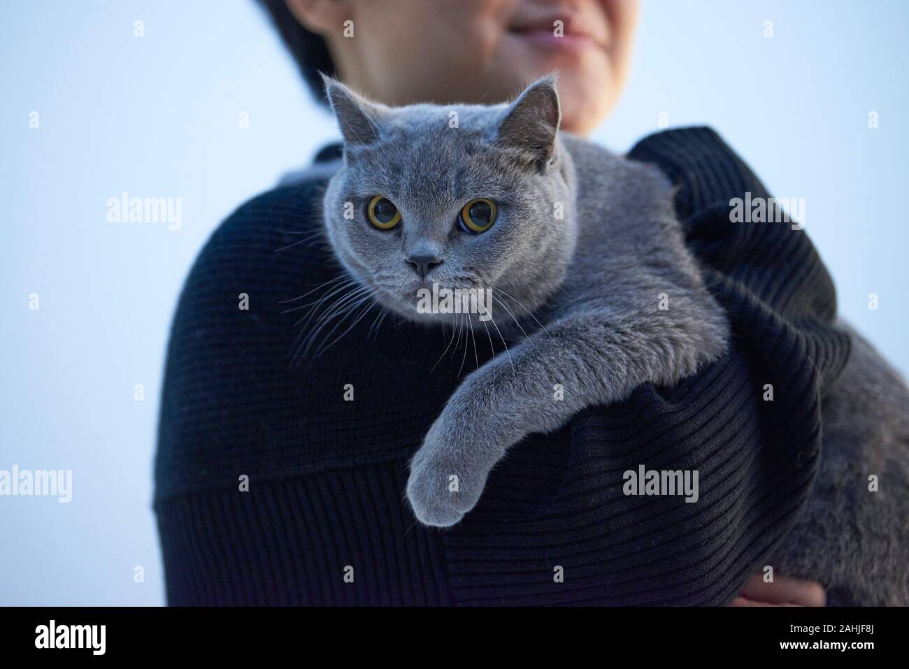 An Asian Woman Holds A Cute English Shorthair Cat Stock Photo