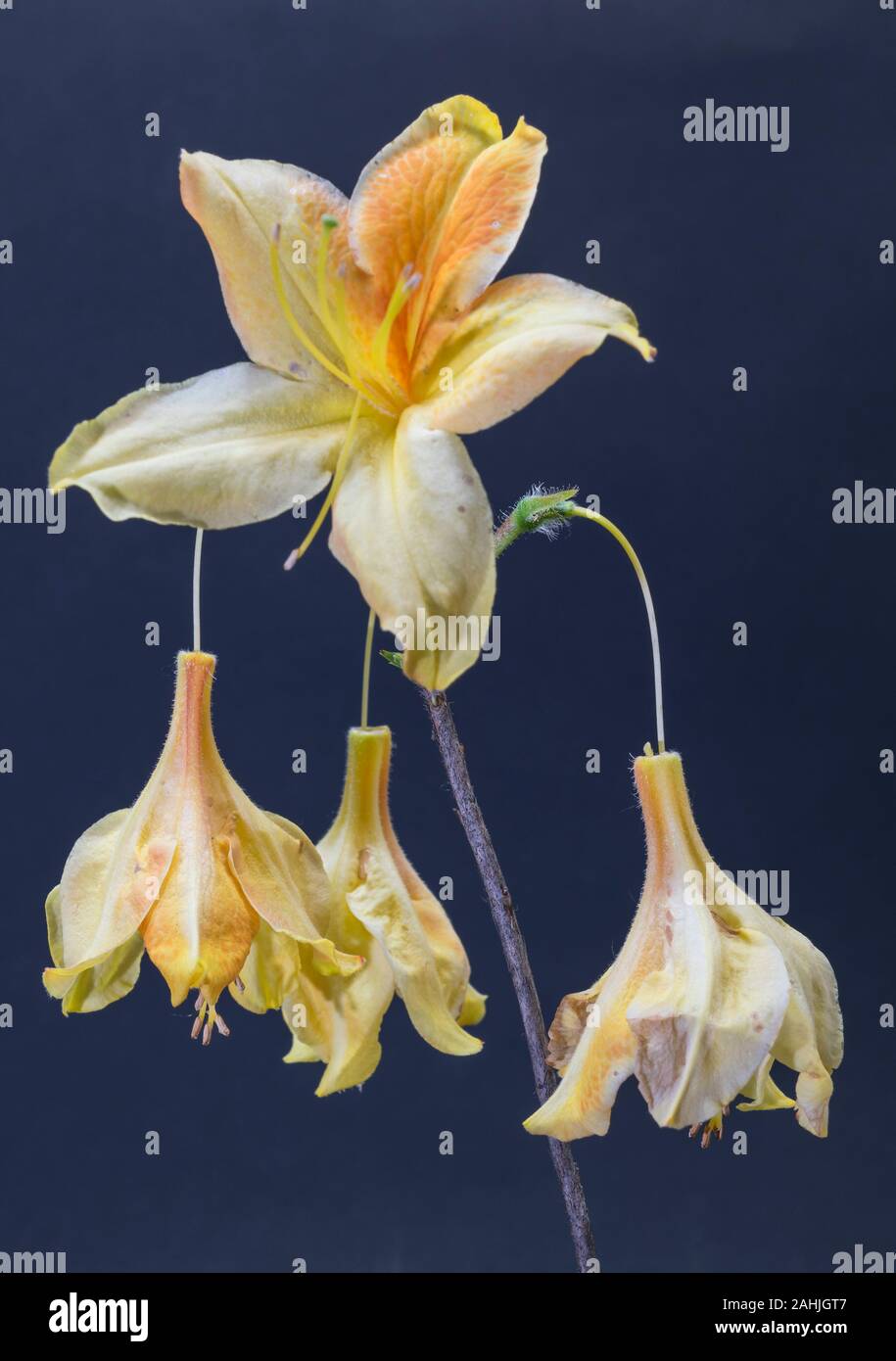 isolated flower of azalea mollis Stock Photo