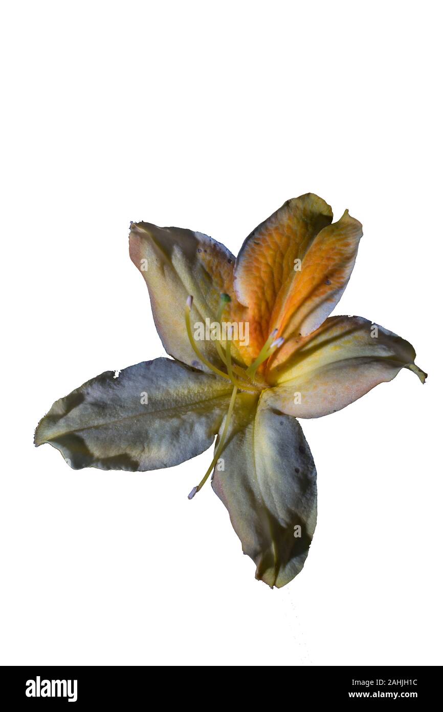 isolated flower of azalea mollis Stock Photo