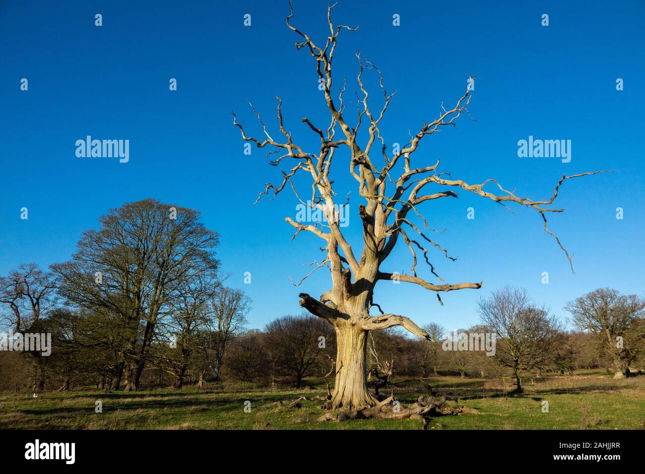 standing dead tree Stock Photo Alamy
