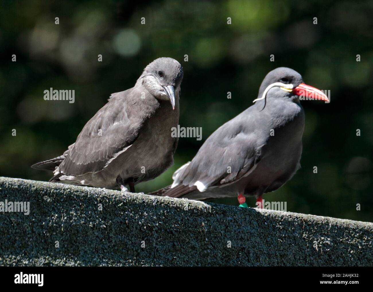 Inca Terns (larosterna inca) juvenile and adult Stock Photo