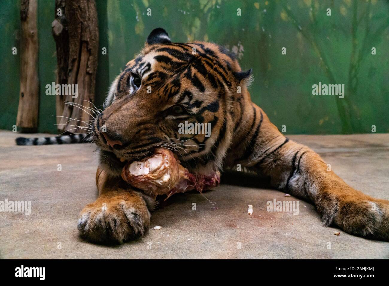 Tiger eat fresh red meat in a zoo Stock Photo