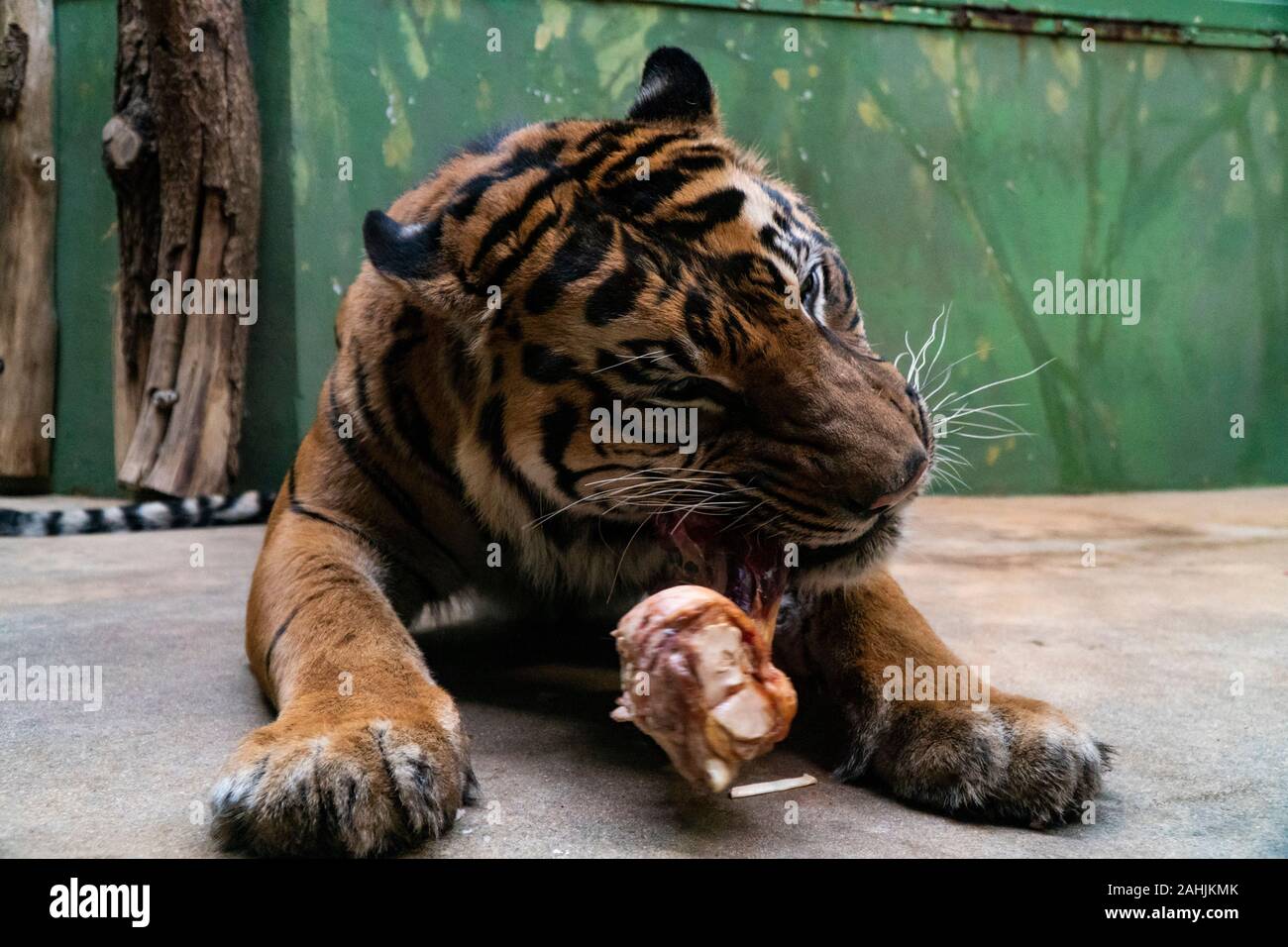 Tiger eat fresh red meat in a zoo Stock Photo - Alamy