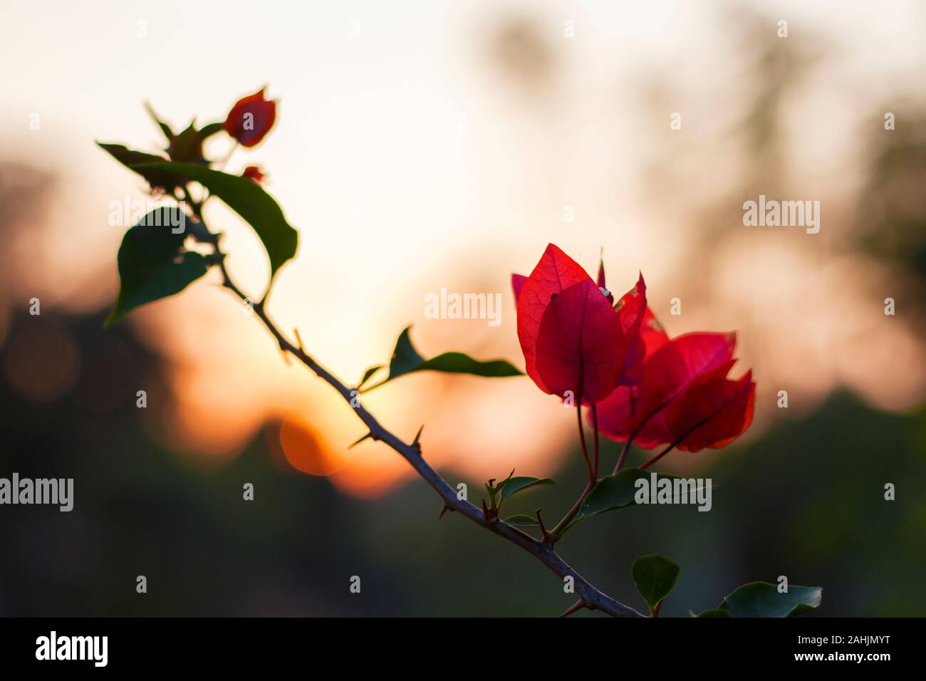 Beautiful Bougainvillea flowers with dreamy background. Stock Photo