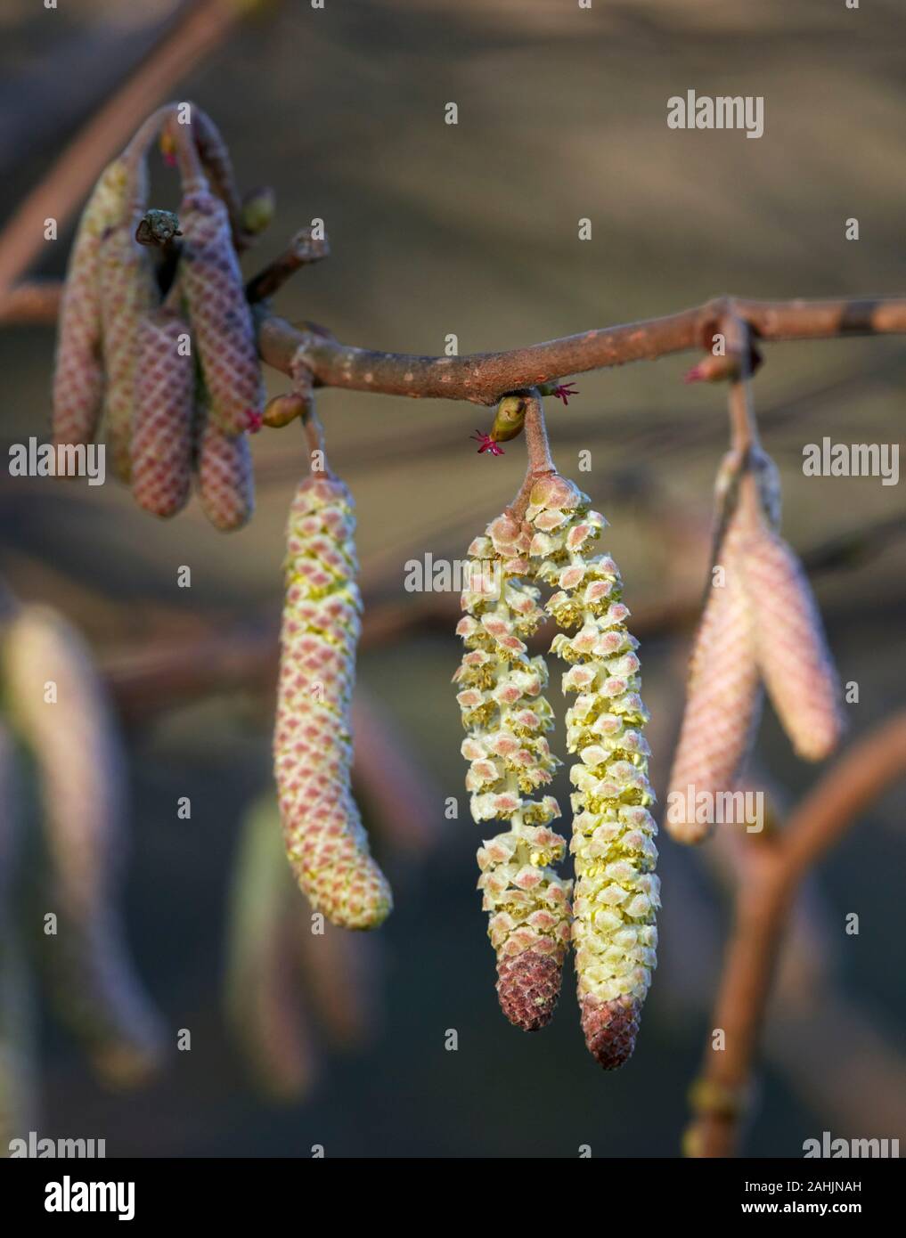 Hazel flowers (female) and catkins (male) in bloom in late December. Hurst Meadows, East Molesey, Surrey, England. Stock Photo