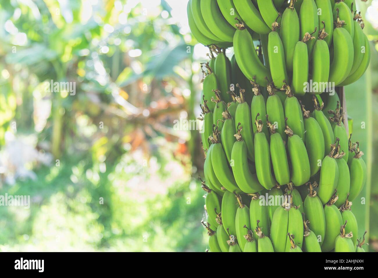 Fresh green bananas growing on a tree on plantation. Sunlight, close up
