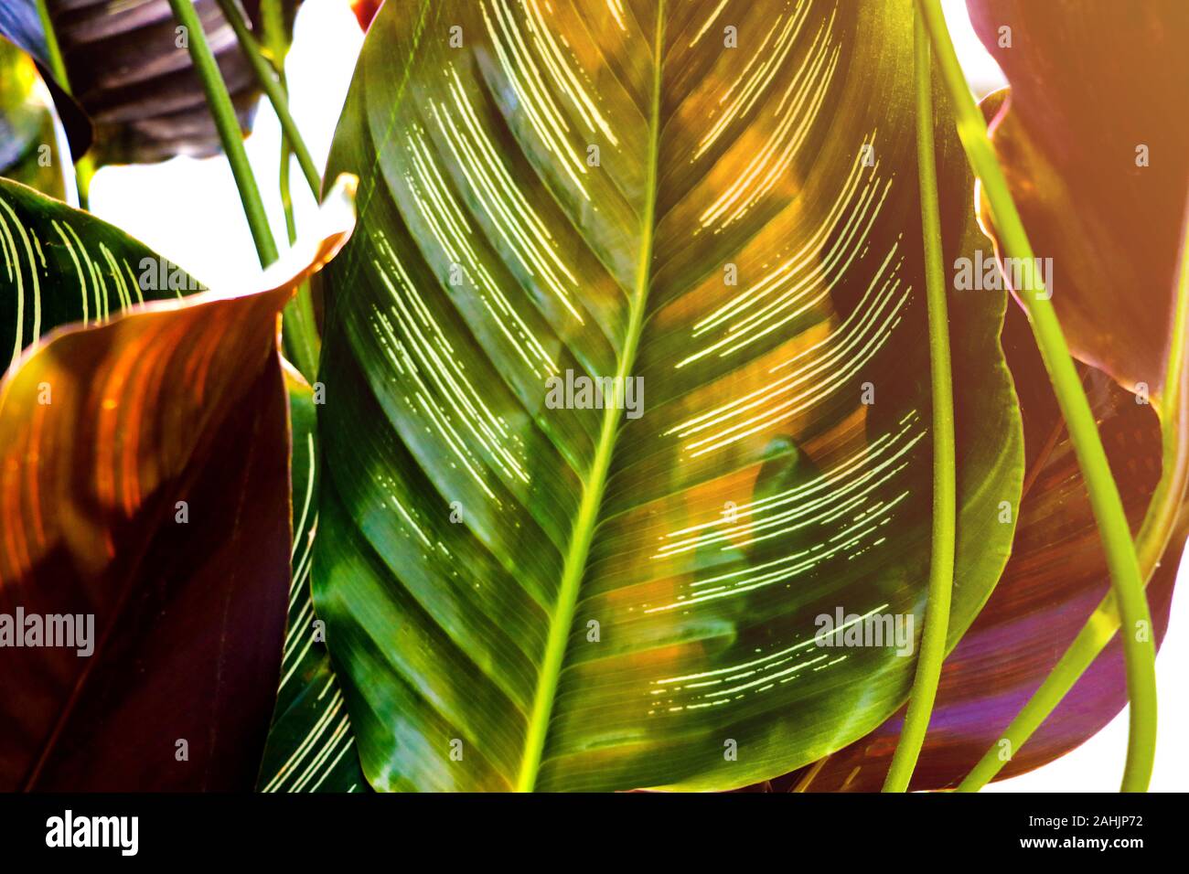 Anthurium with green leaf background Stock Photo
