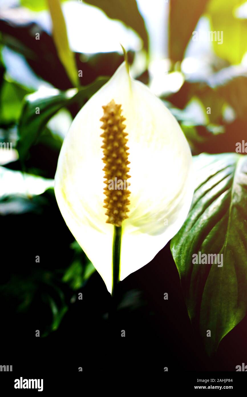 Anthurium Plant. Scientifically this flower is known as Anthurium andraeanum Stock Photo