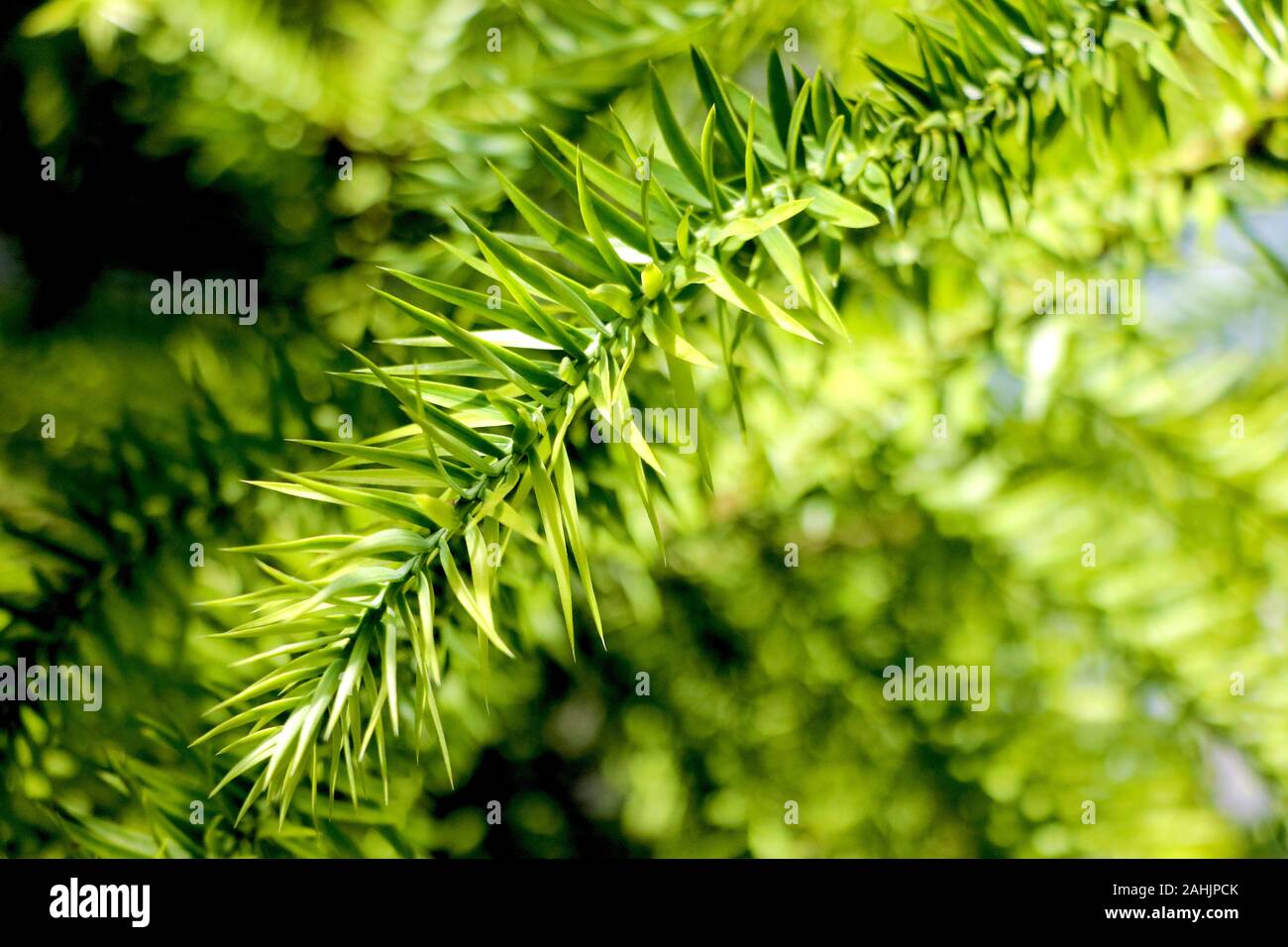 Also known as the monkey puzzle tree, monkey tail tree, or chilean pine Stock Photo