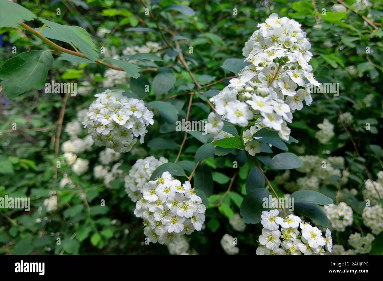 White flowers and green leaf of common lantana plant Stock Photo
