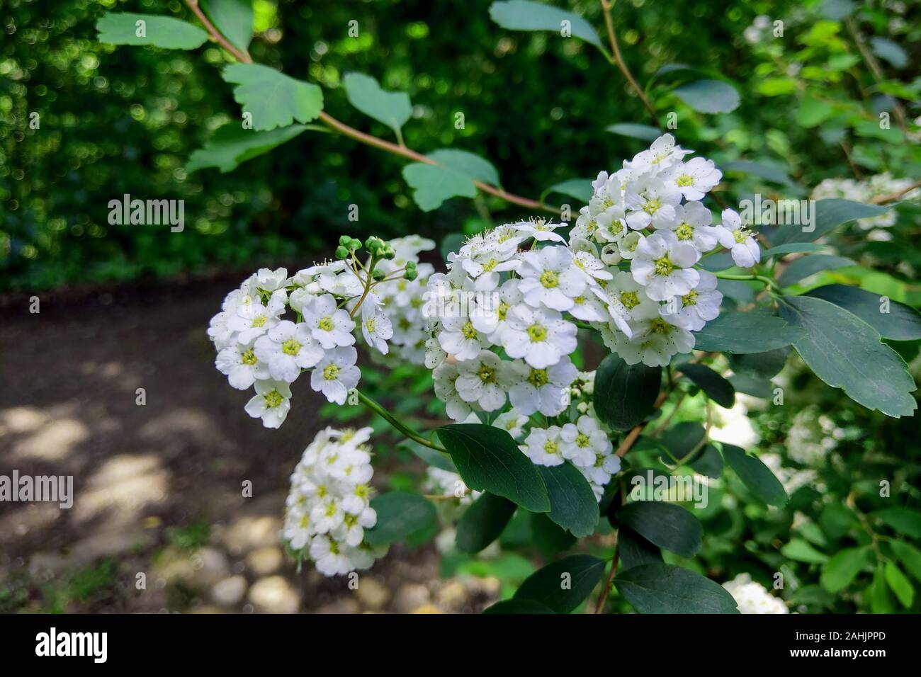 A Guelder rose Viburnum opulus , blooming in a garden Stock Photo