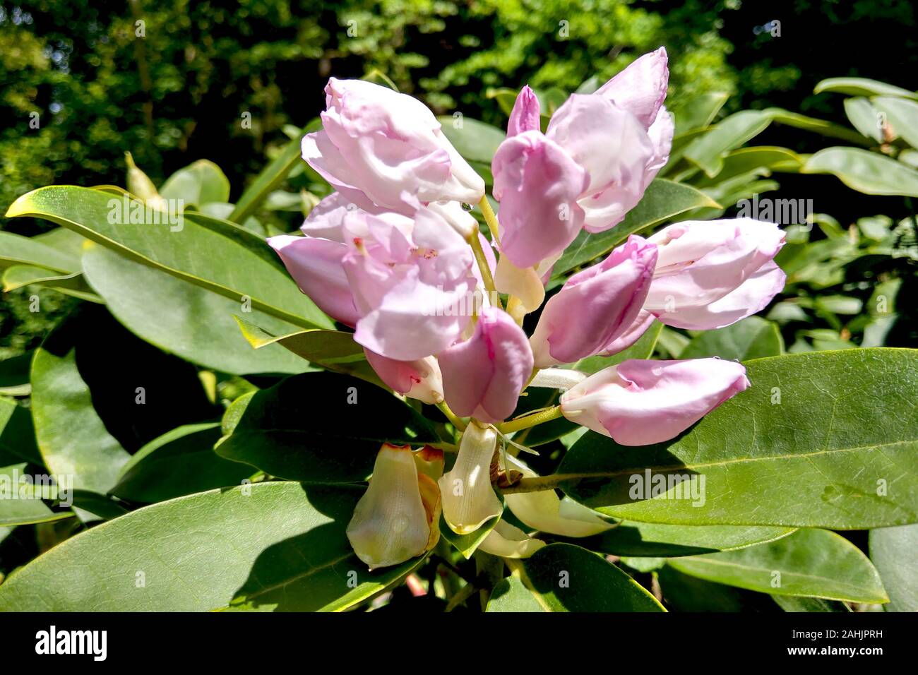 Spring flower on a magnolia tree against the background of the garden ...