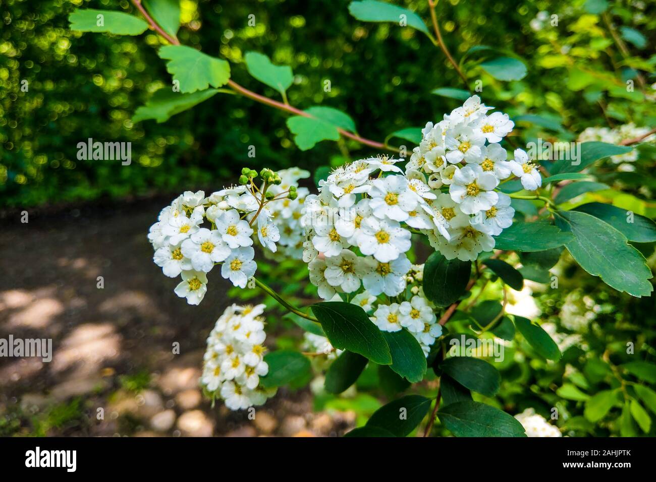 White flowers and green leaf of common lantana plant. Stock Photo