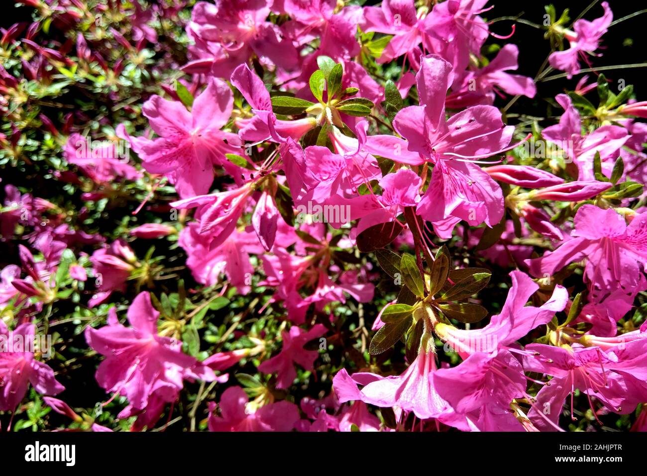 a pink flowered mirabilis plant rw