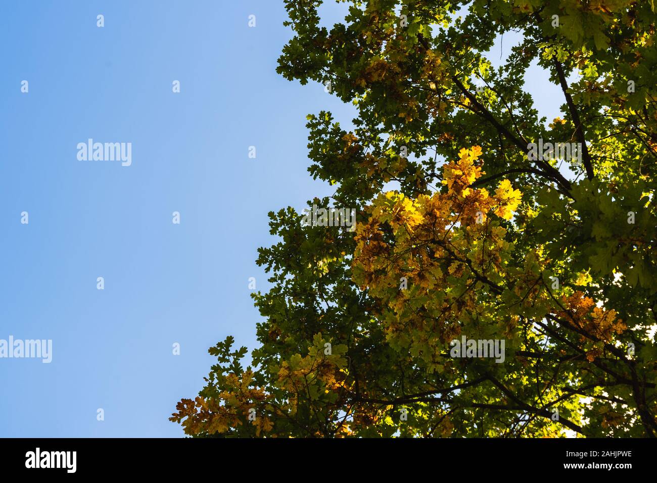 Maple tree green and orange leaves against blue sky background Stock ...