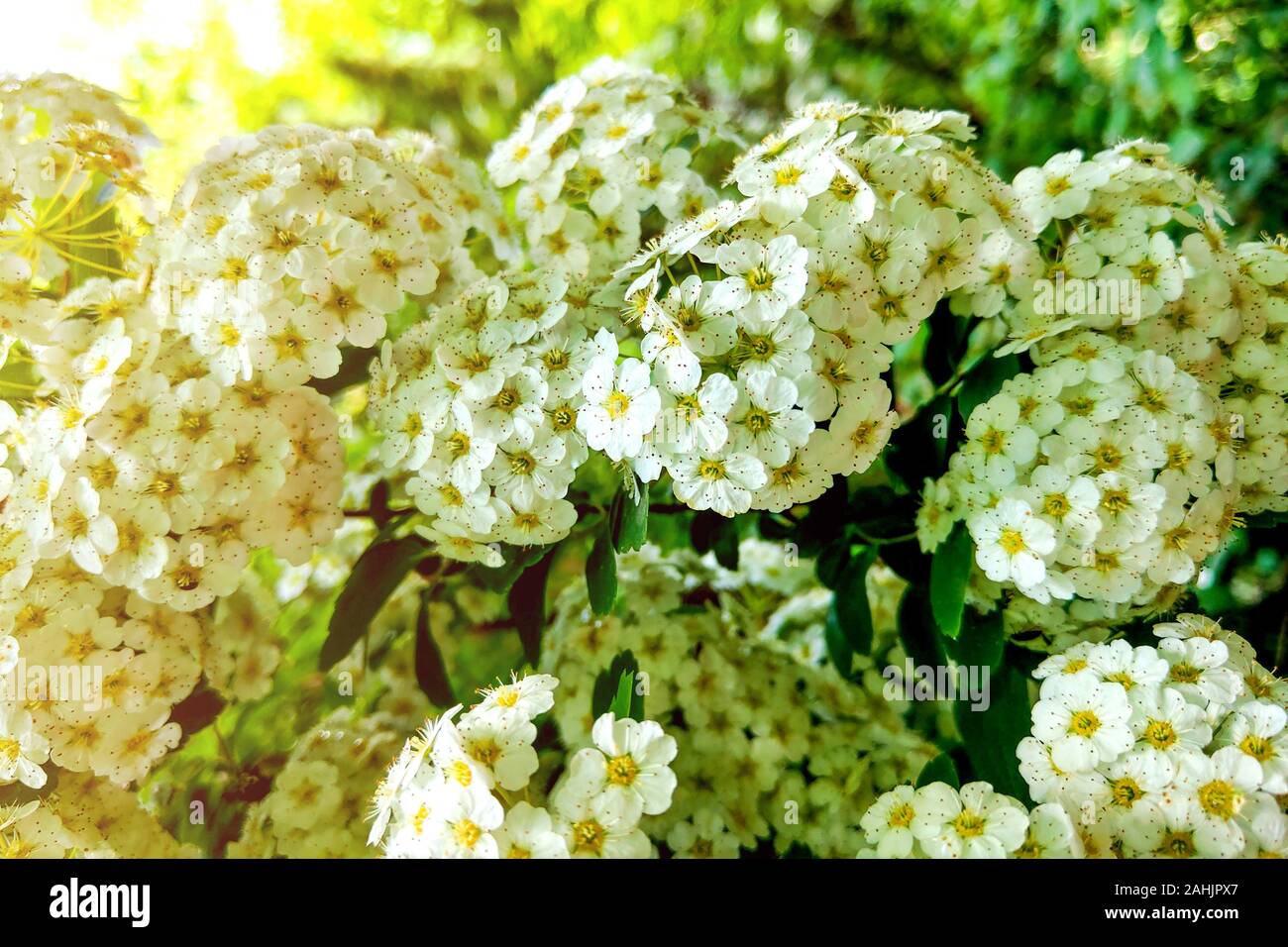 Rosemary Shrub Stock Photos Rosemary Shrub Stock Images Alamy