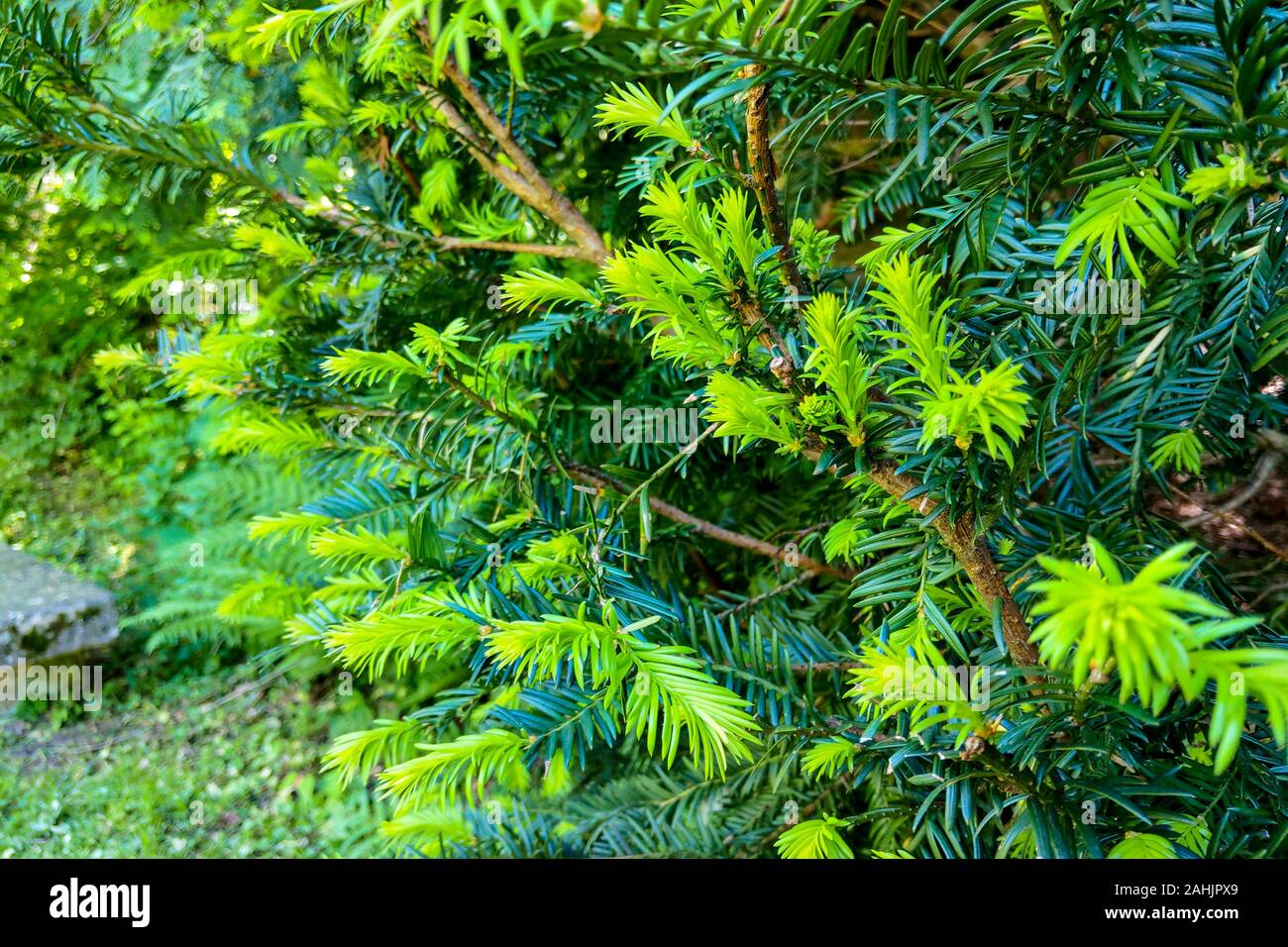 The juniper bush closeup. Background with juniper branches growing in the park Stock Photo