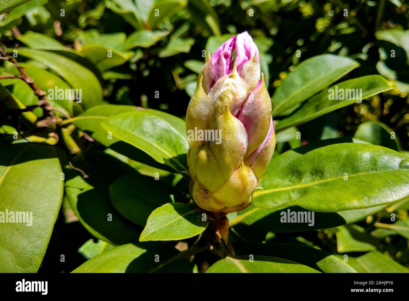 Blown beautiful magnolia flower on a tree with green leaves Stock Photo