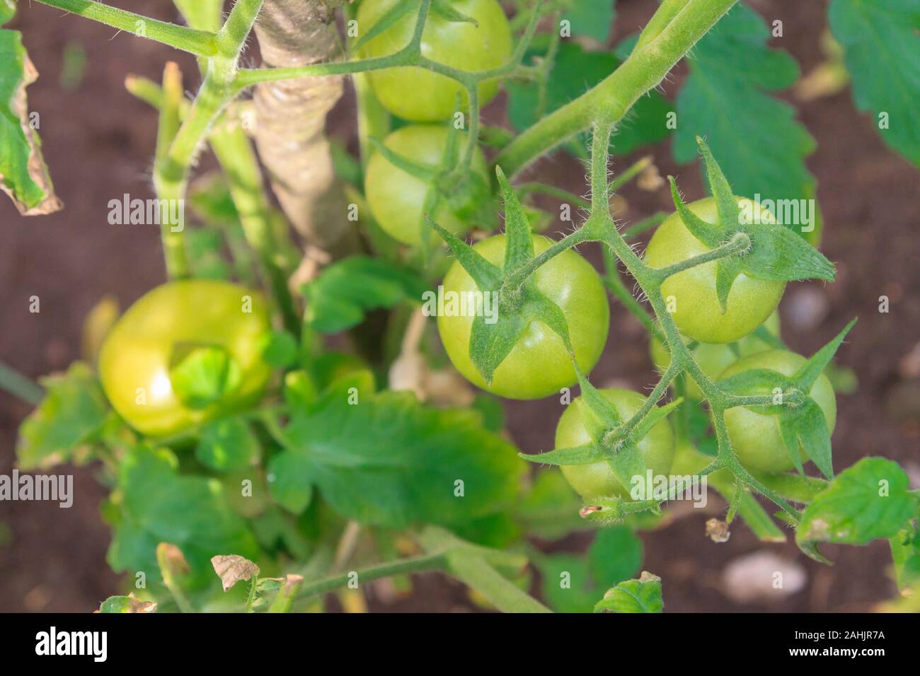 Green tomatoes hang in a bunch and ripen in a greenhouse Stock Photo ...