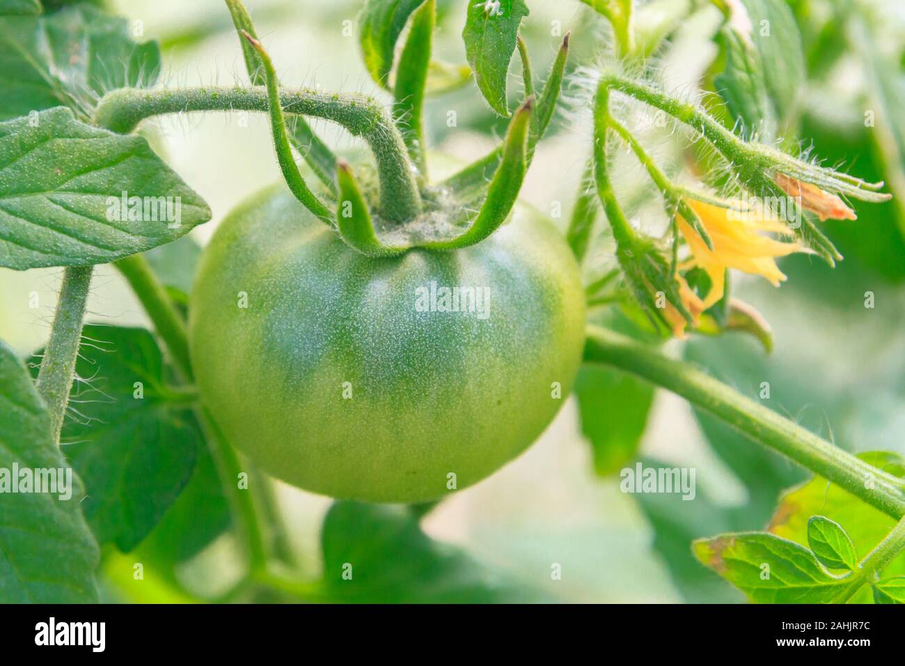 Green tomatoes hang in a bunch and ripen in a greenhouse Stock Photo ...
