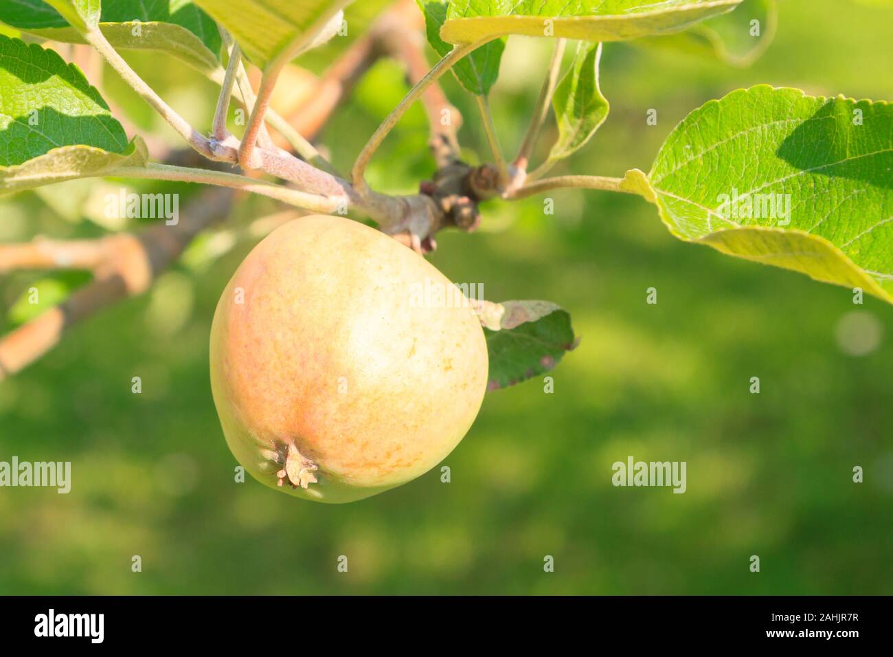Mature apples hanging on a tree branch in the summer garden Stock Photo ...