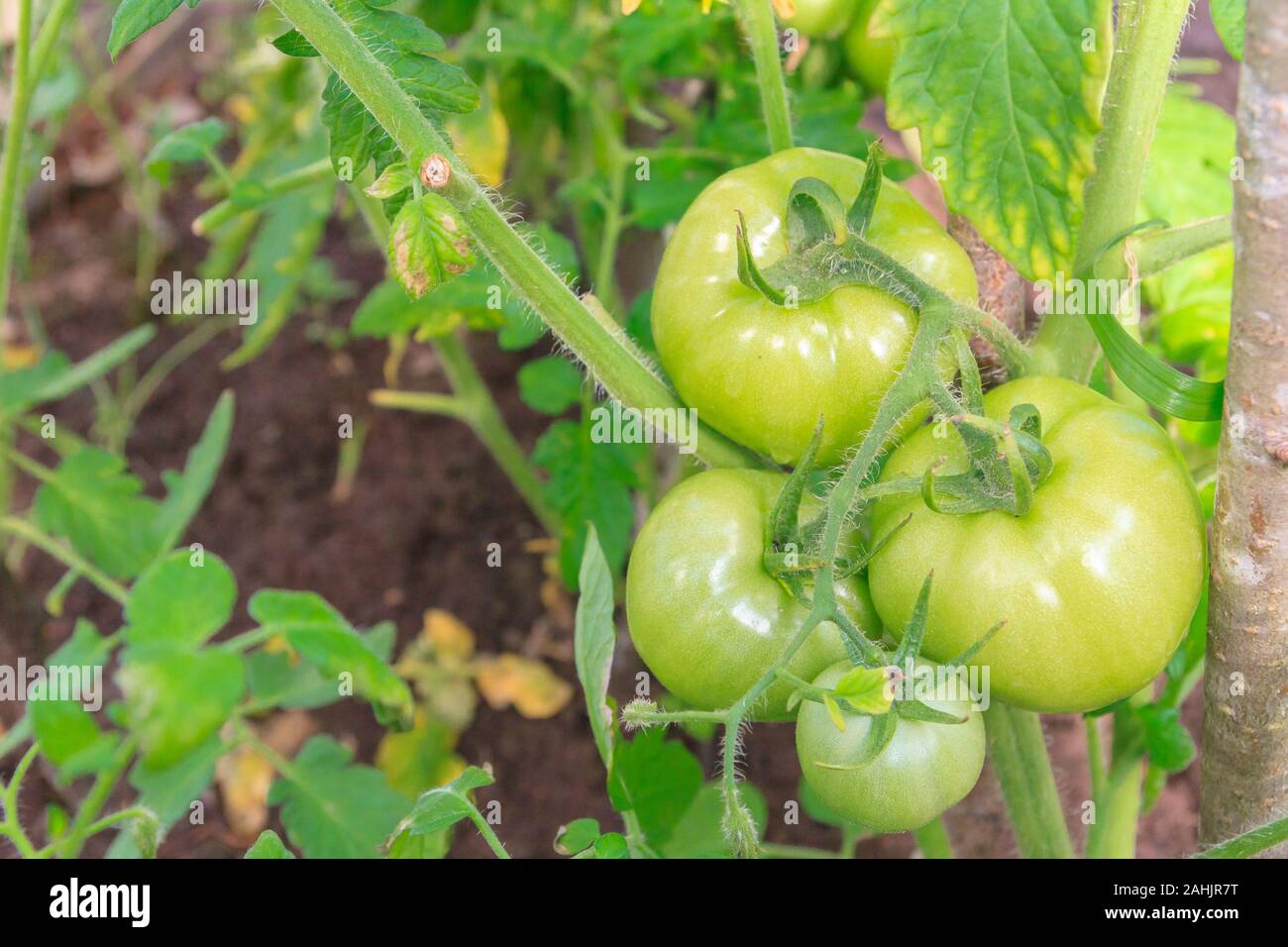 Green tomatoes hang in a bunch and ripen in a greenhouse Stock Photo ...