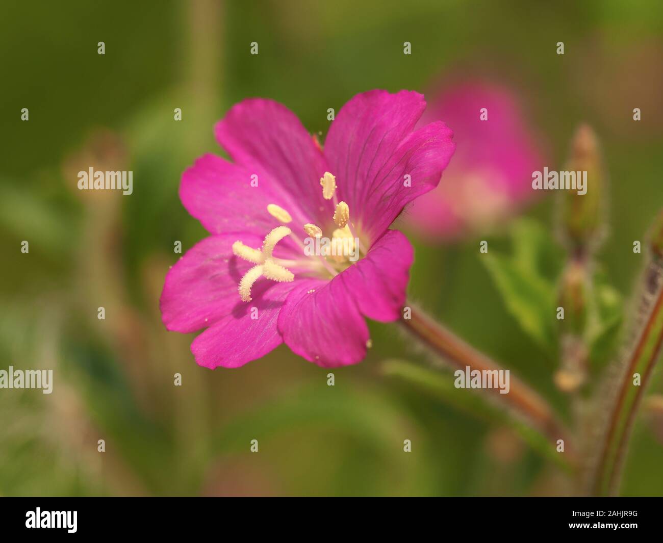 Pretty pink flower of great willowherb, Epilobium hirsutum, with the stamens and stigma clearly visible Stock Photo