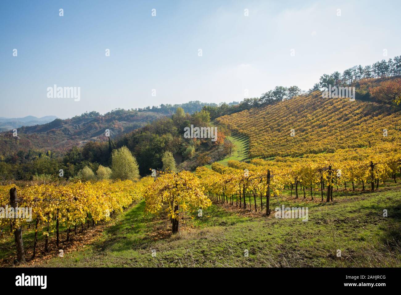 Vinegar and Wine in Italy, Emilia Romagna, Balsamic Vinegar Farm Stock Photo